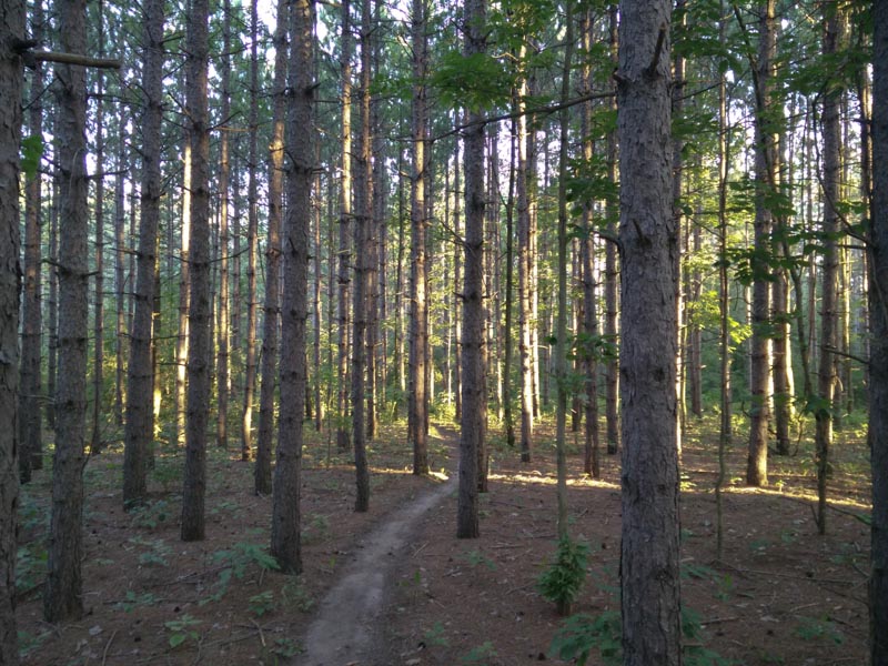 Trail-through-a-pine-plantation.jpg